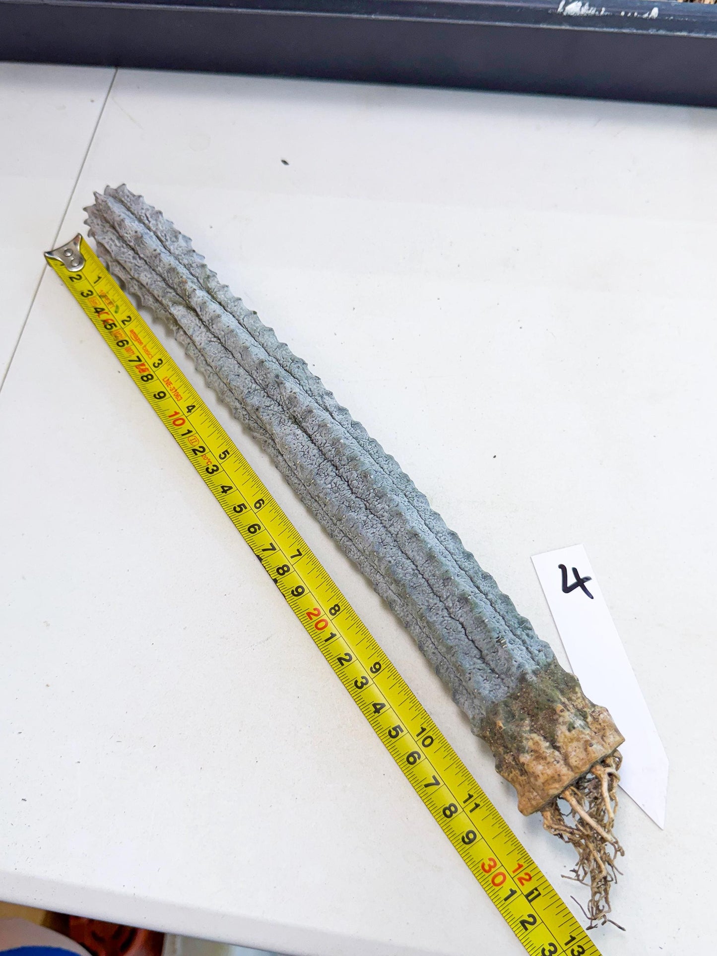 Long Abdelkuri (4) | Gray Succulent