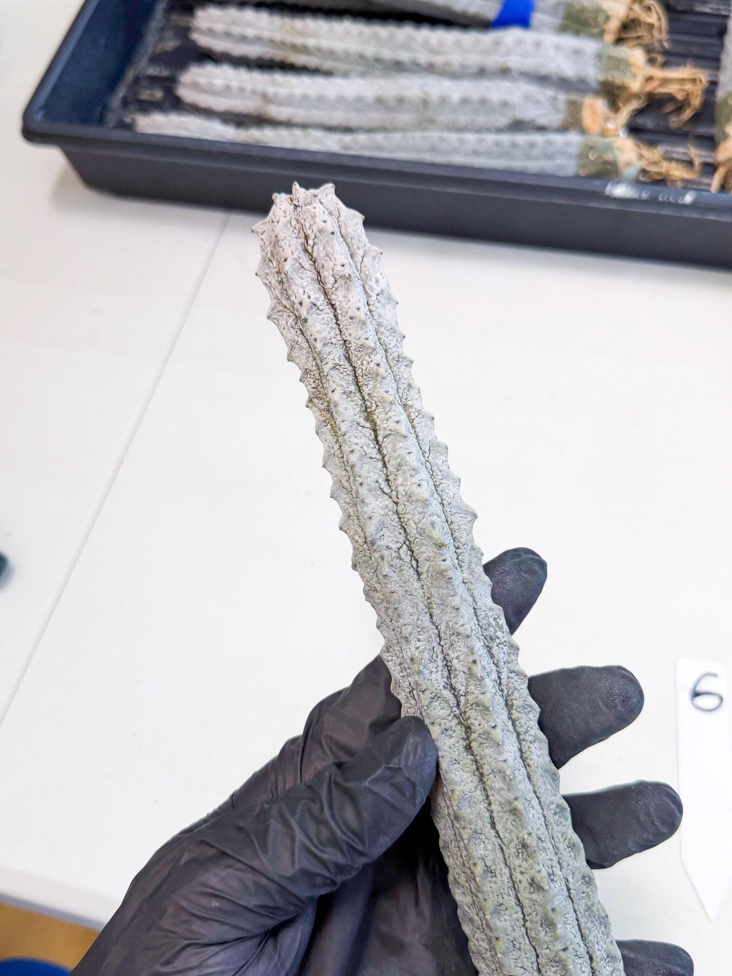Long Abdelkuri (6) | Gray Succulent