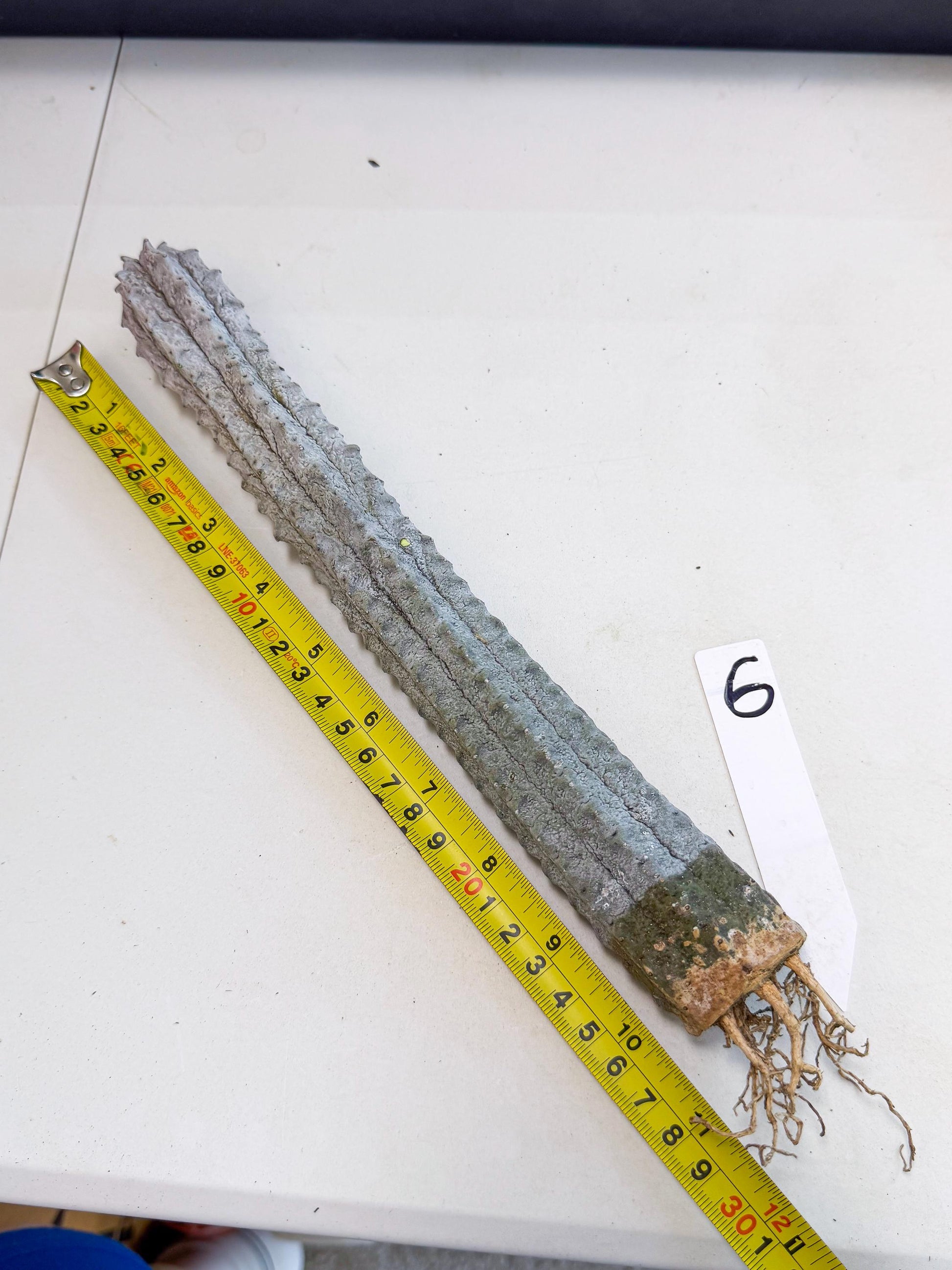 Long Abdelkuri (6) | Gray Succulent
