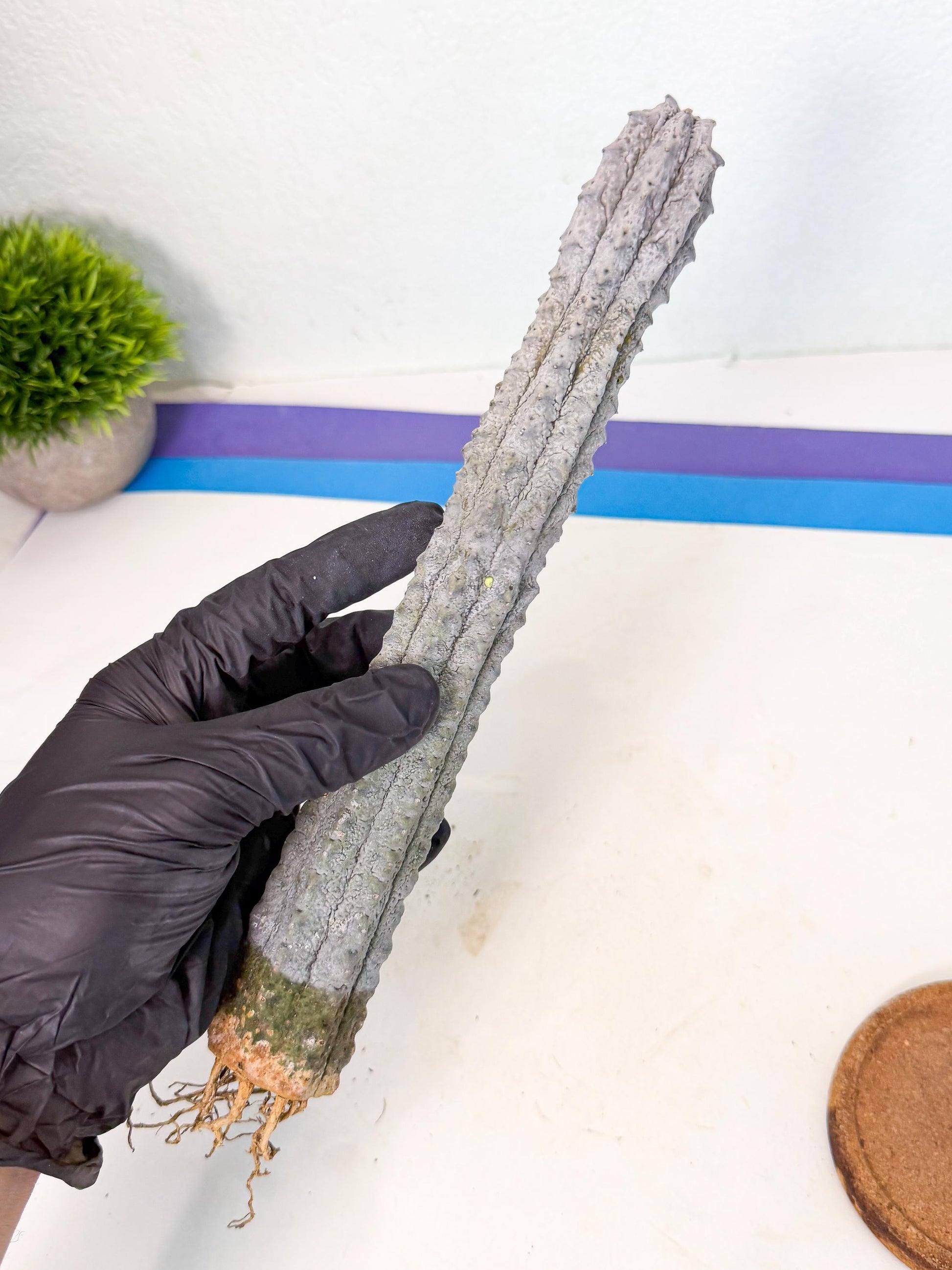 Long Abdelkuri (6) | Gray Succulent