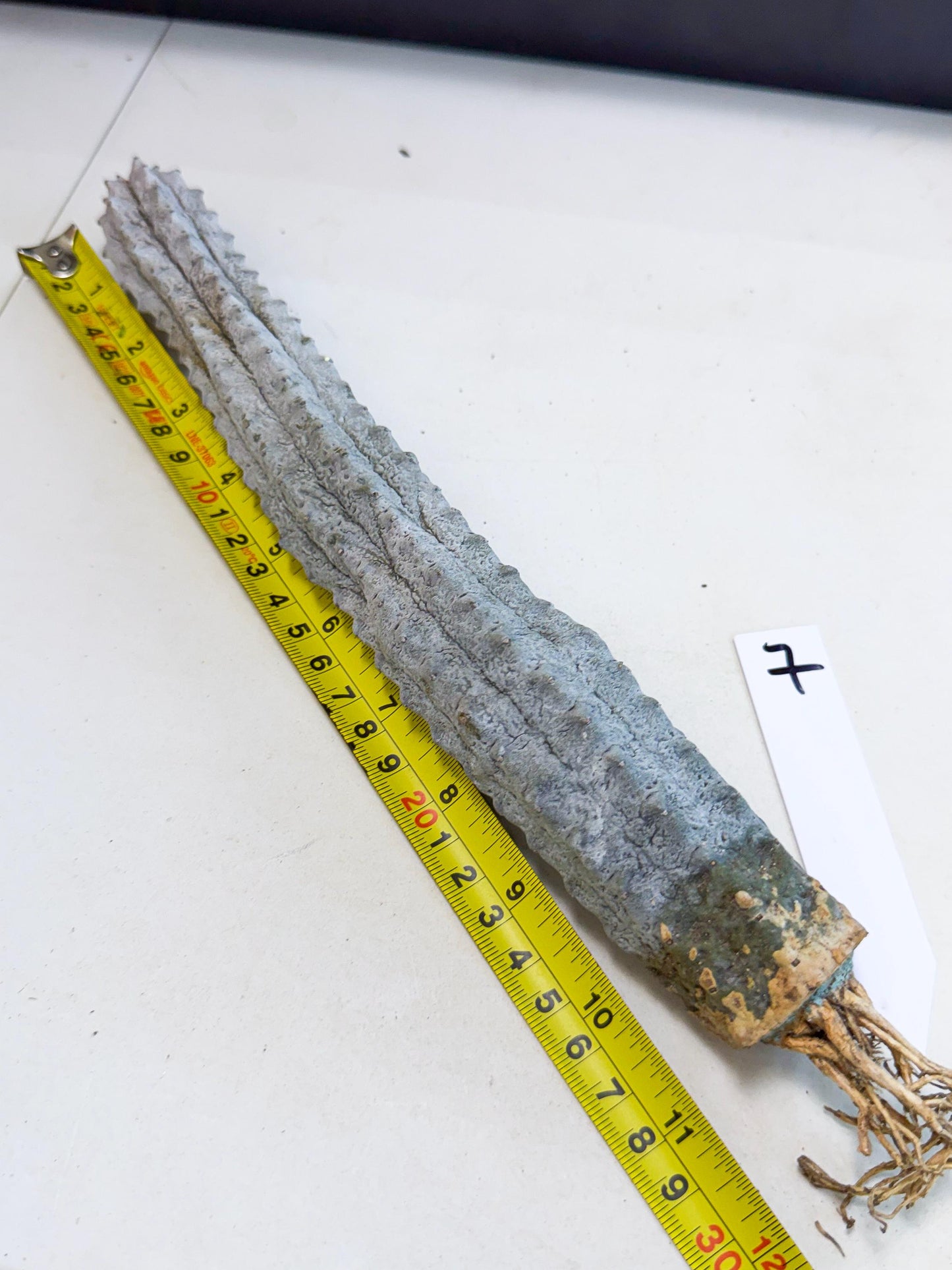 Long Abdelkuri (7) | Gray Succulent