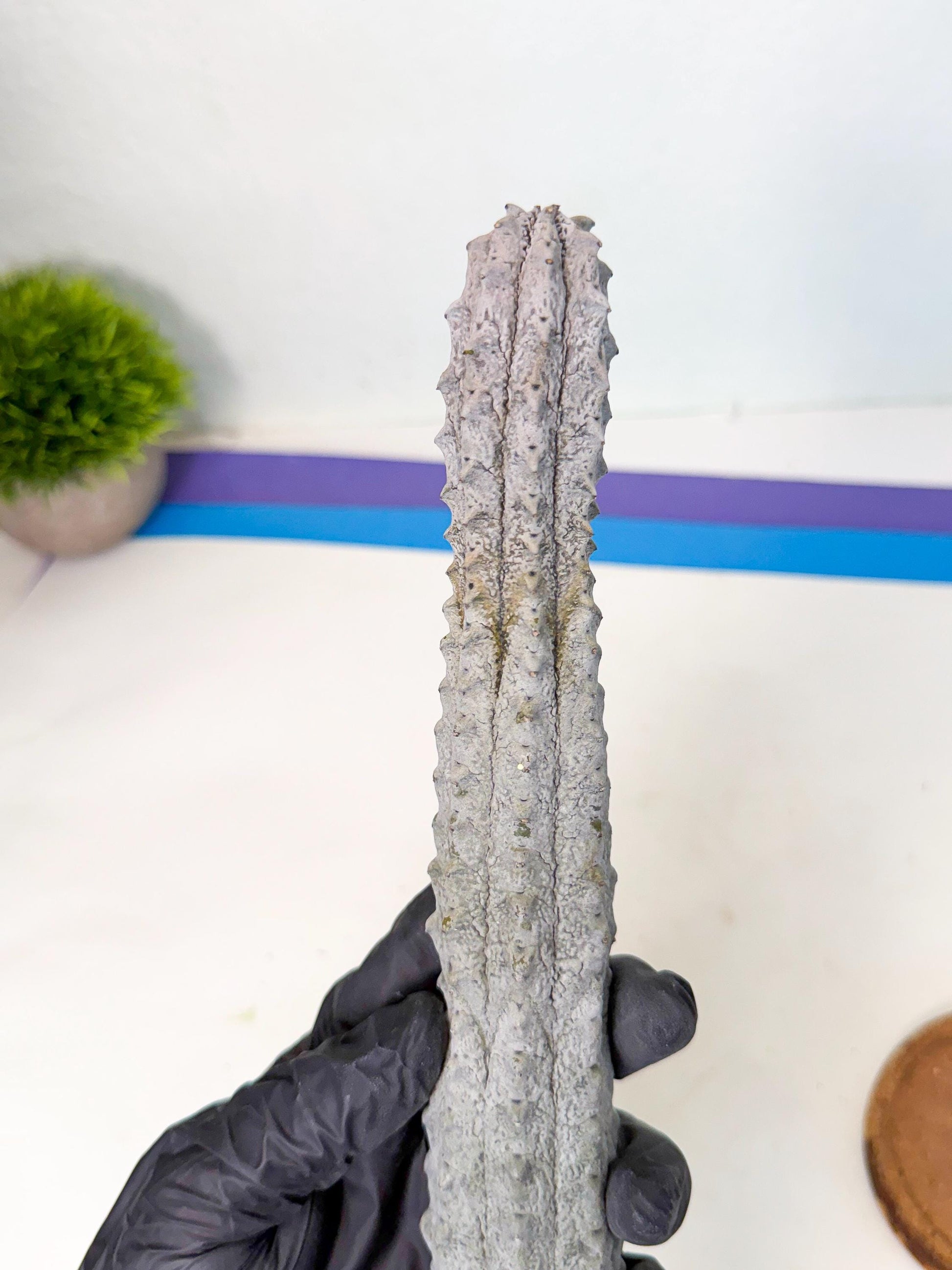 Long Abdelkuri (7) | Gray Succulent