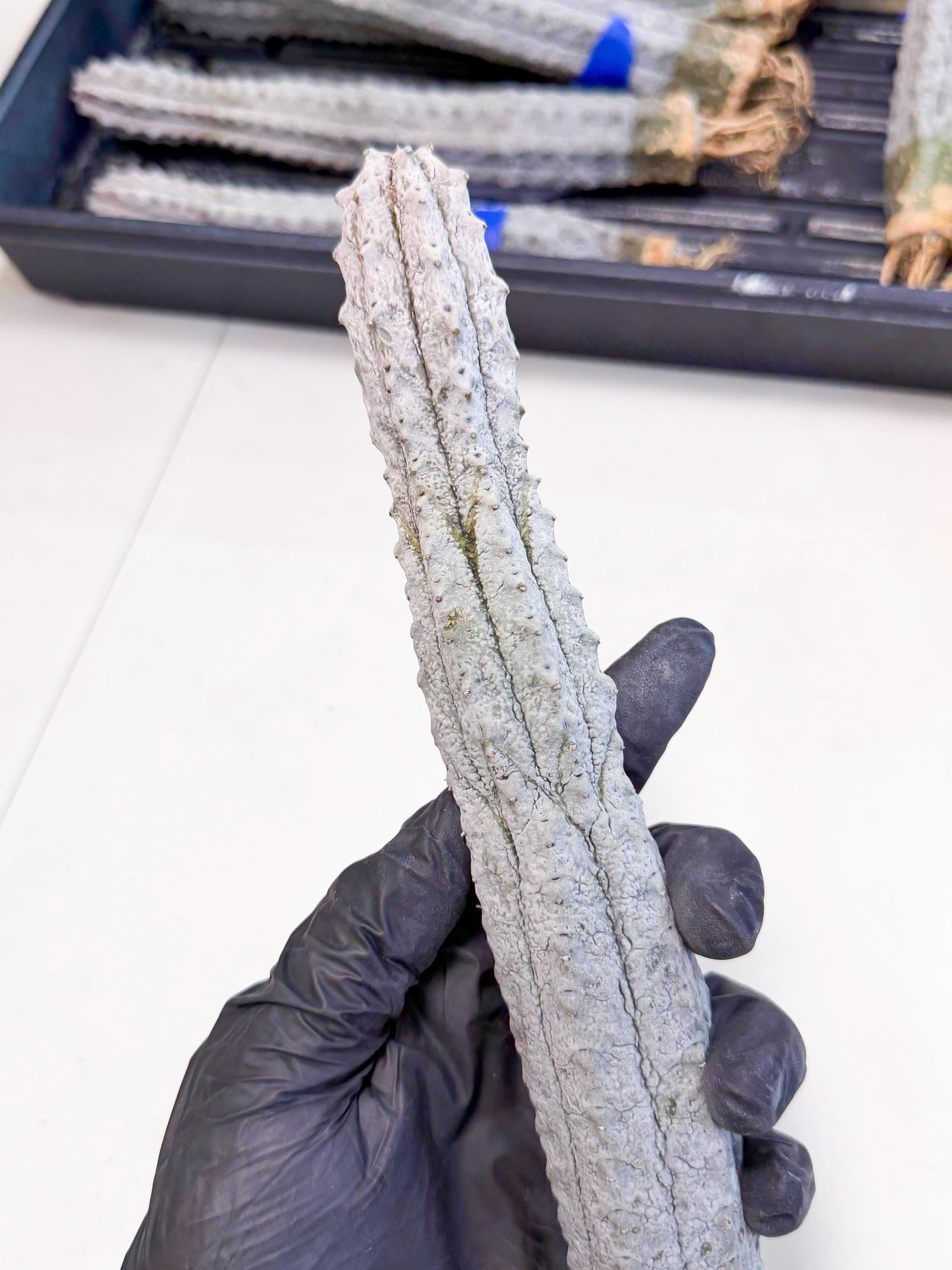 Long Abdelkuri (9) | Gray Succulent