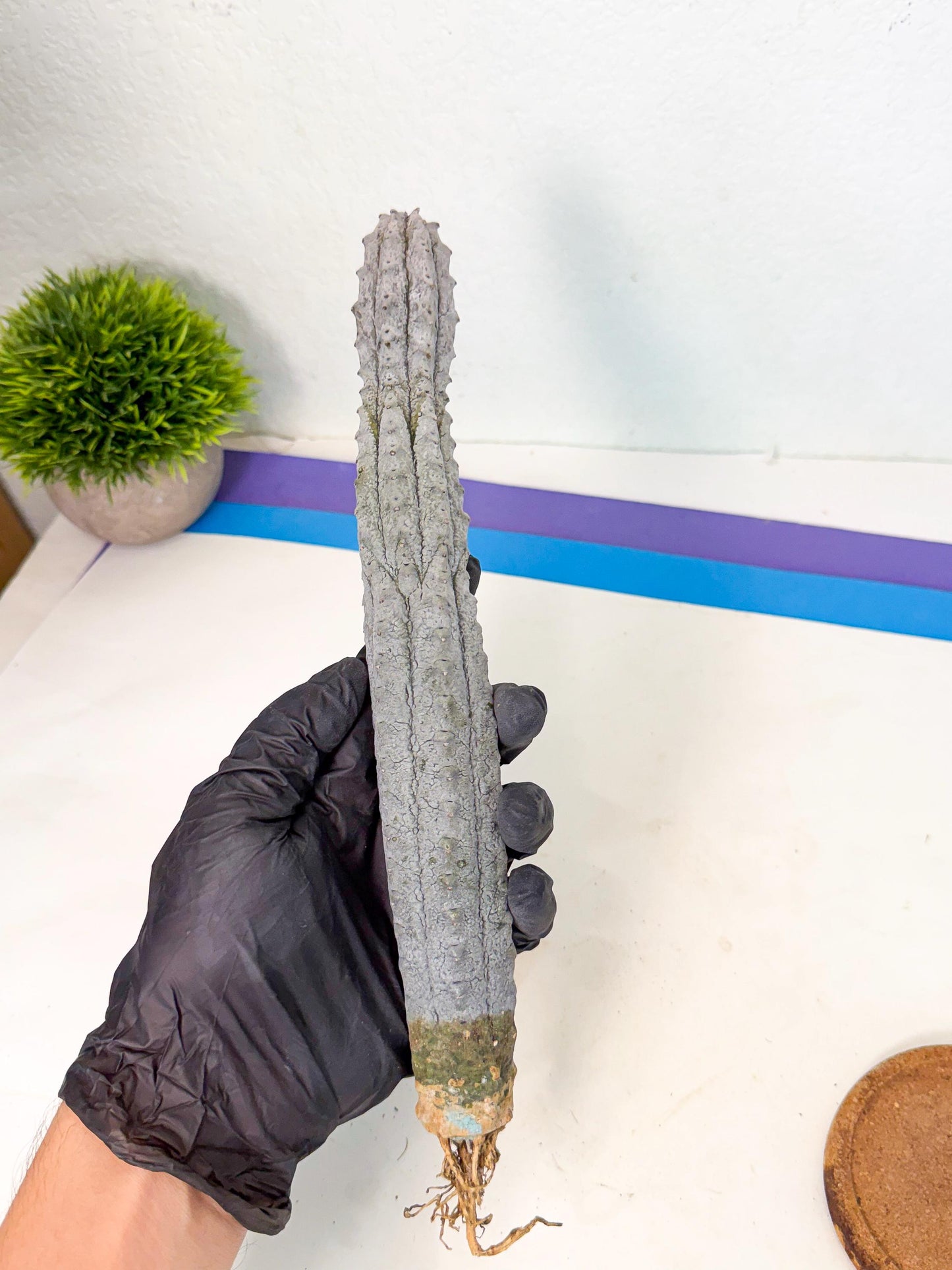Long Abdelkuri (9) | Gray Succulent