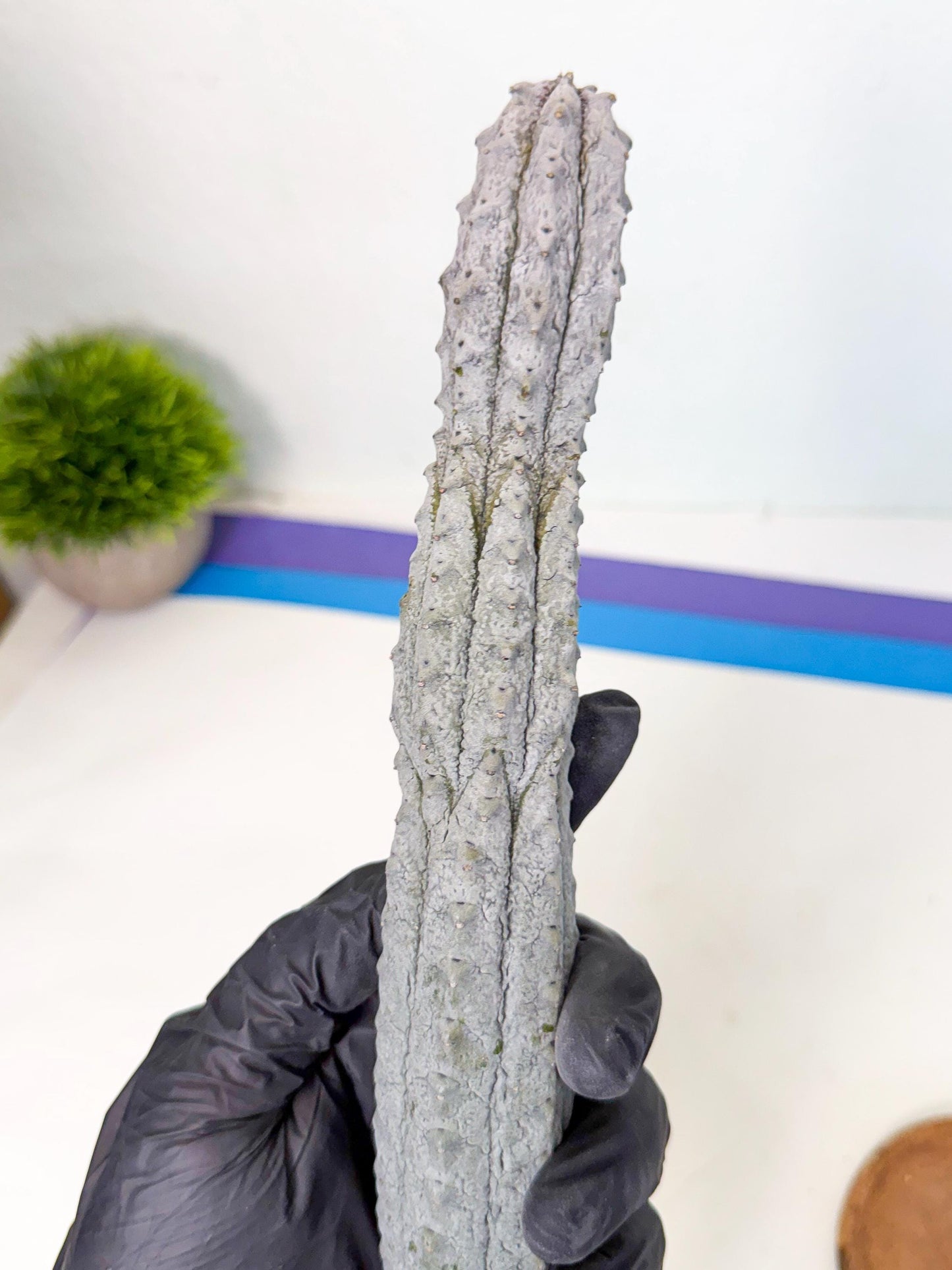 Long Abdelkuri (9) | Gray Succulent