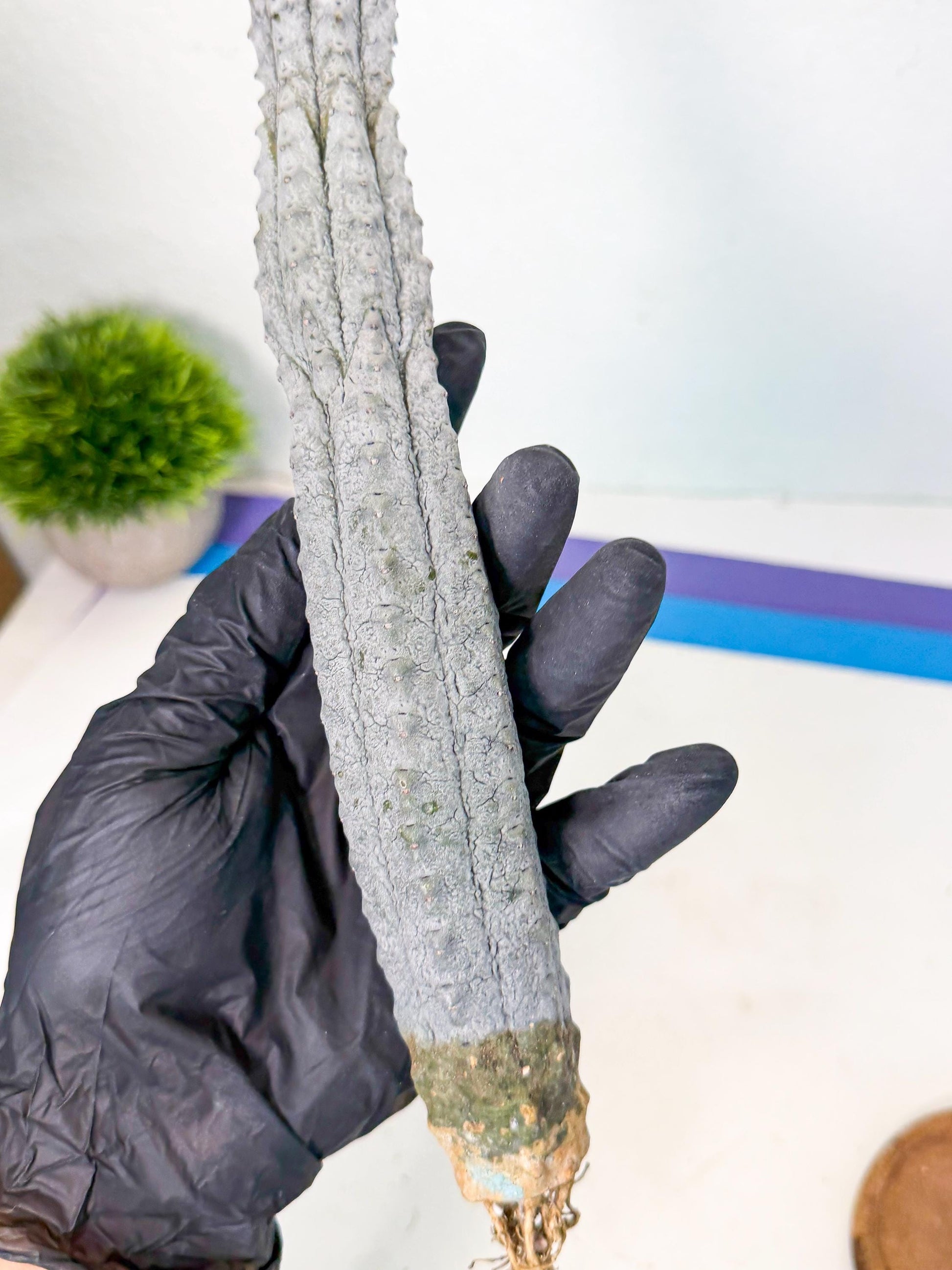 Long Abdelkuri (9) | Gray Succulent