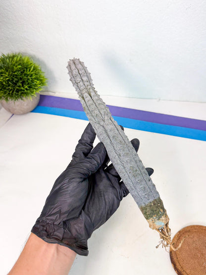 Long Abdelkuri (9) | Gray Succulent