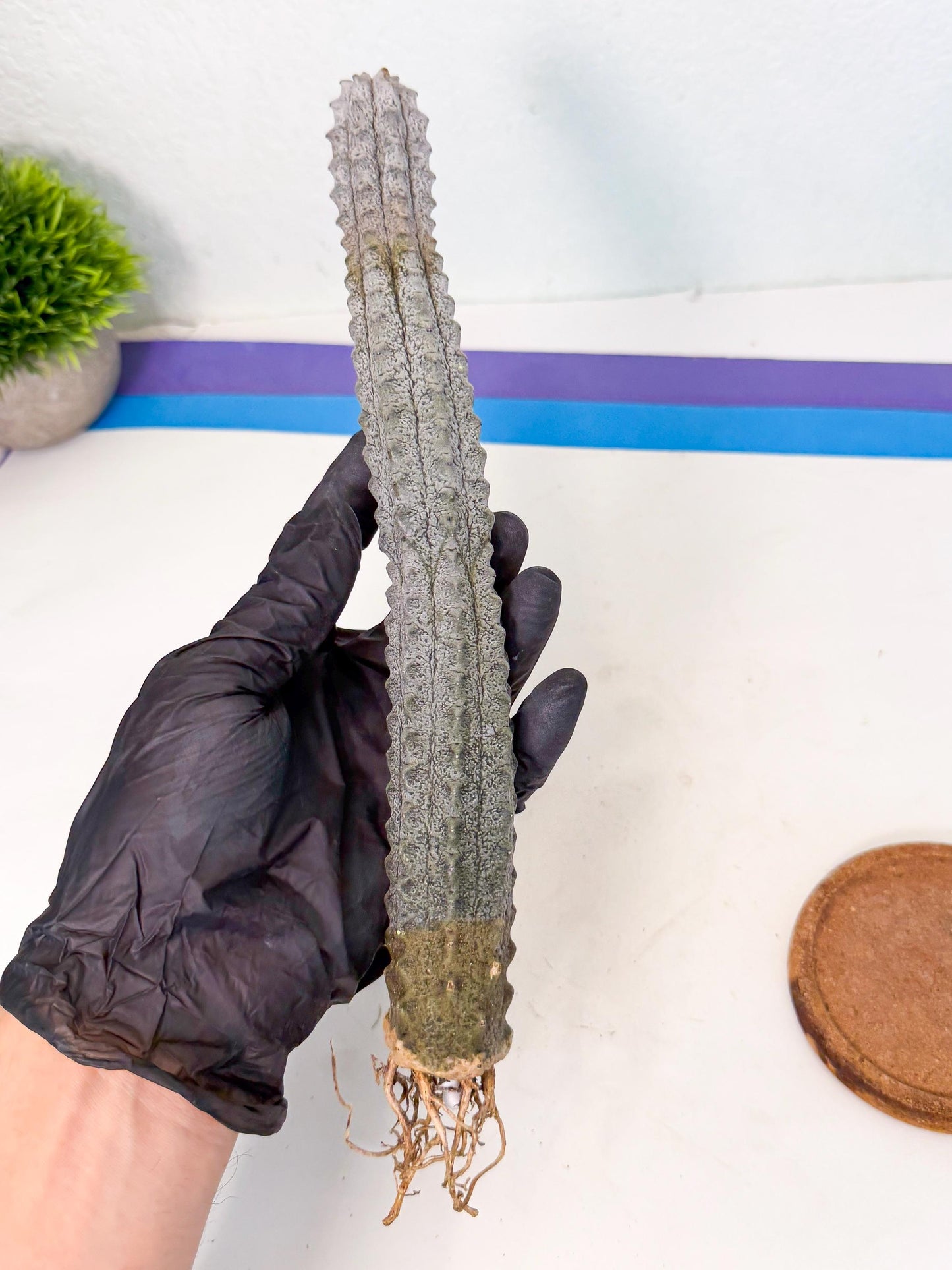 Long Abdelkuri (11) | Gray Succulent