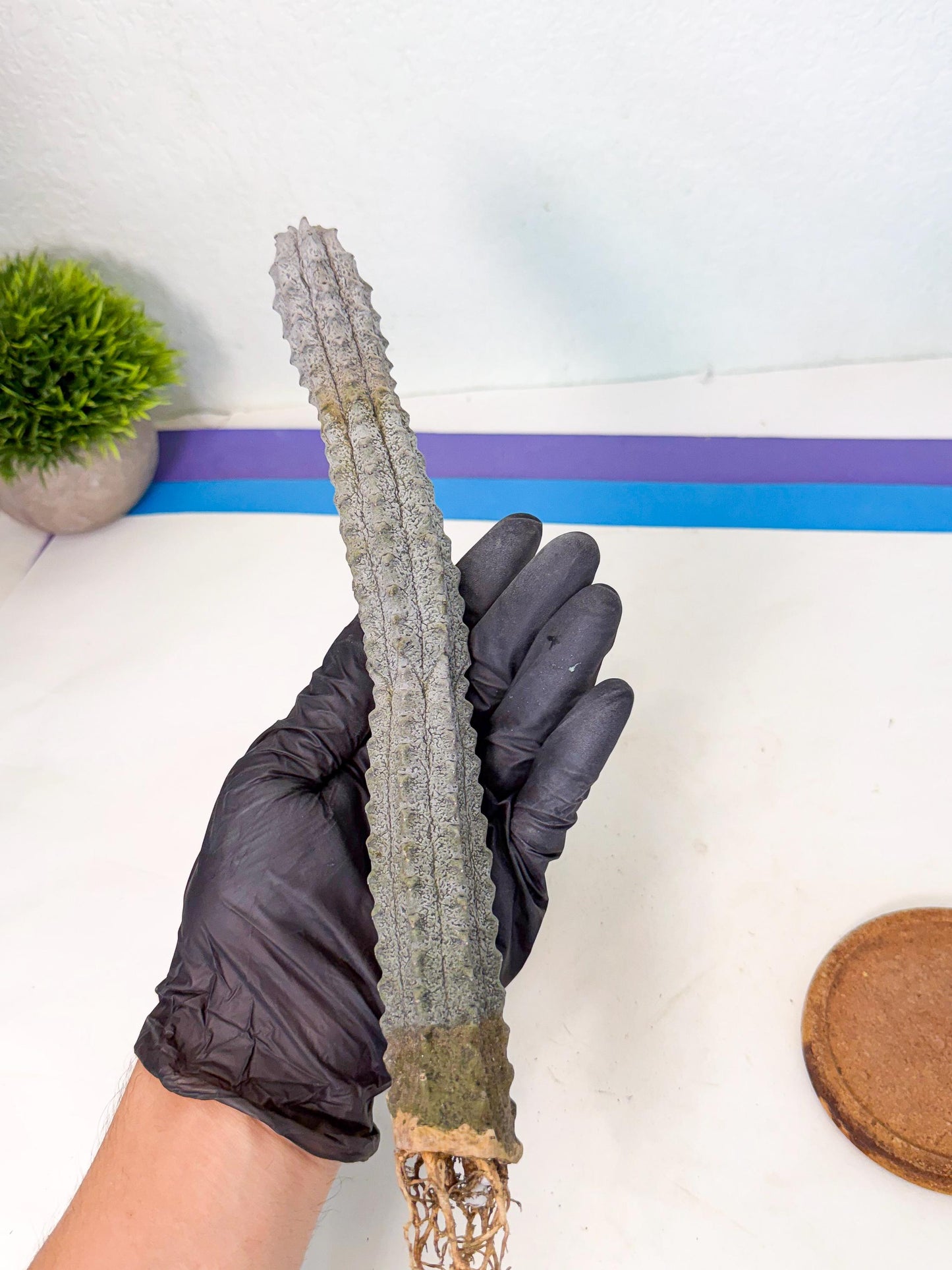 Long Abdelkuri (11) | Gray Succulent