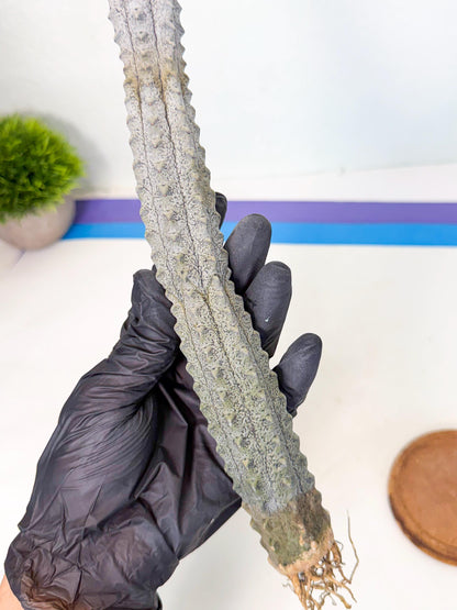 Long Abdelkuri (11) | Gray Succulent