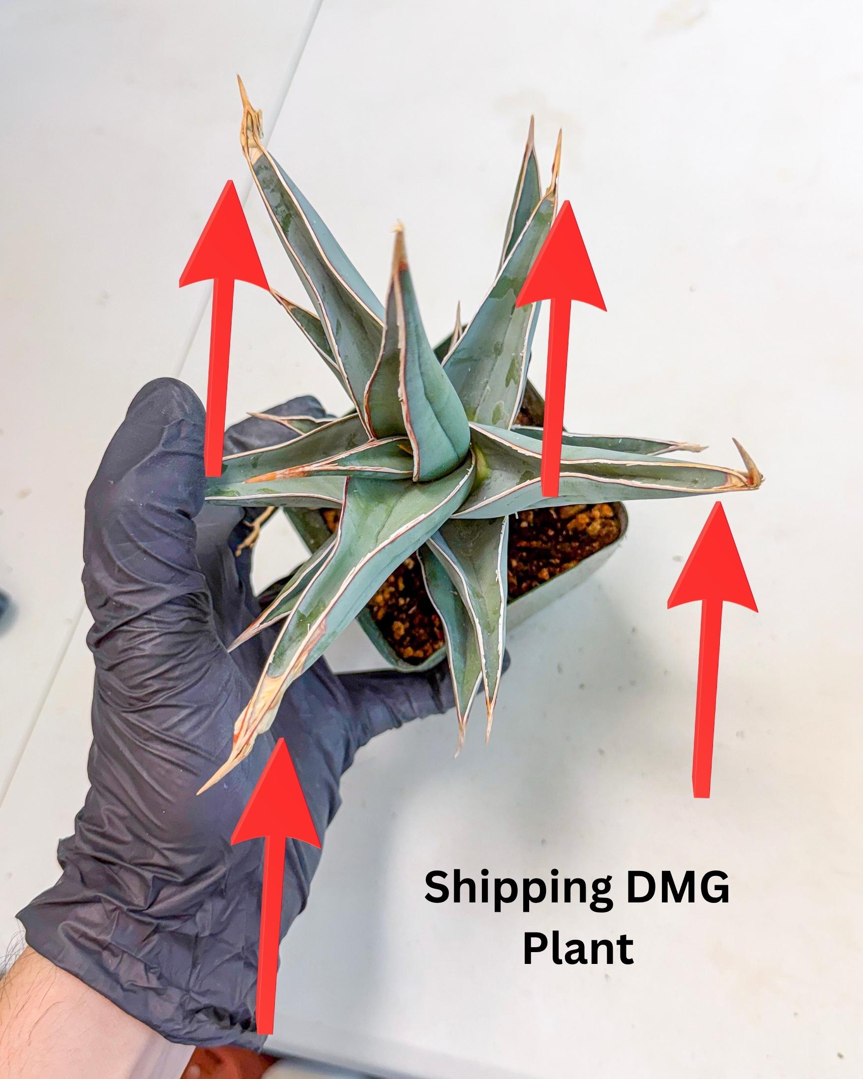Sansevieria Pinguicula XL | Walking Sansevieria