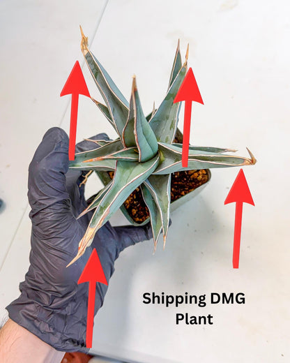 Sansevieria Pinguicula XL | Walking Sansevieria