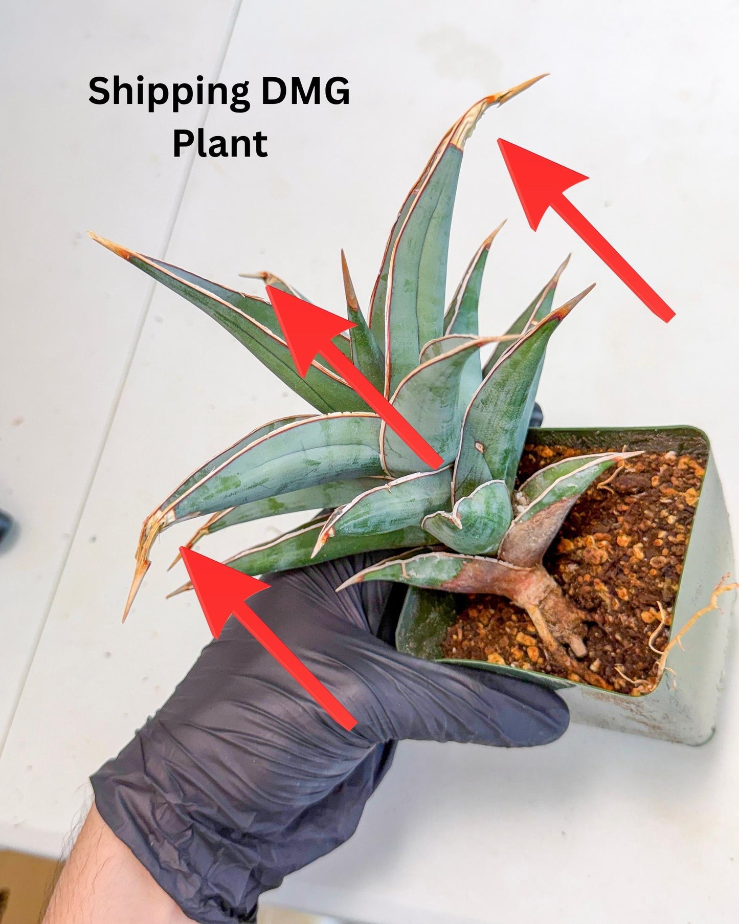 Sansevieria Pinguicula XL | Walking Sansevieria