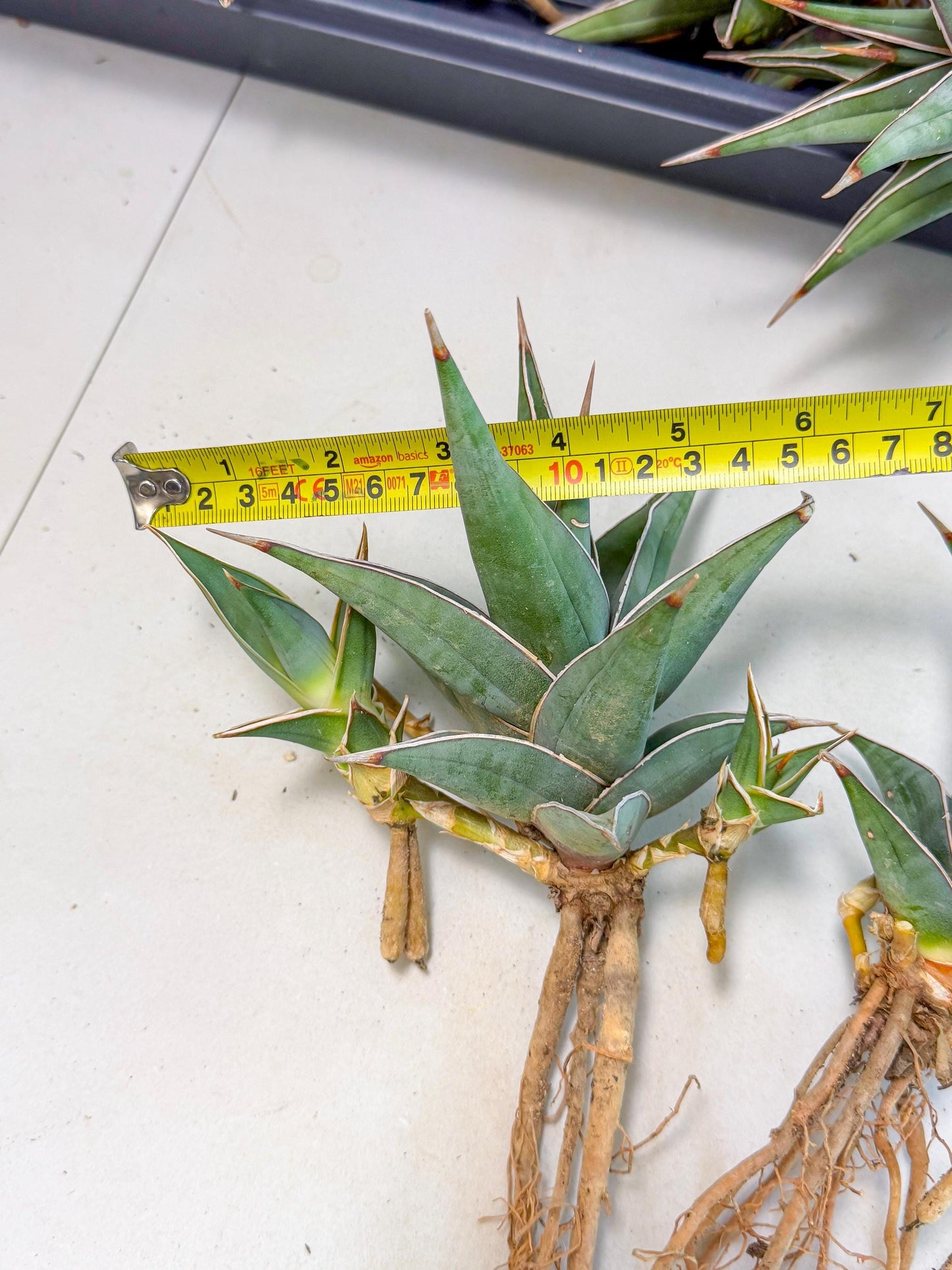 Mature Sansevieria Pinguicula XL | Guarantee with PUPS!!!