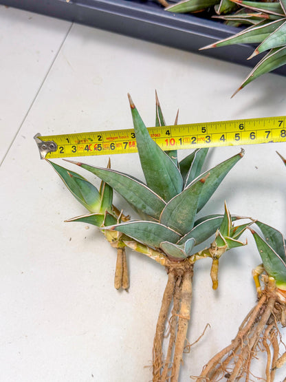 Mature Sansevieria Pinguicula XL | Guarantee with PUPS!!!