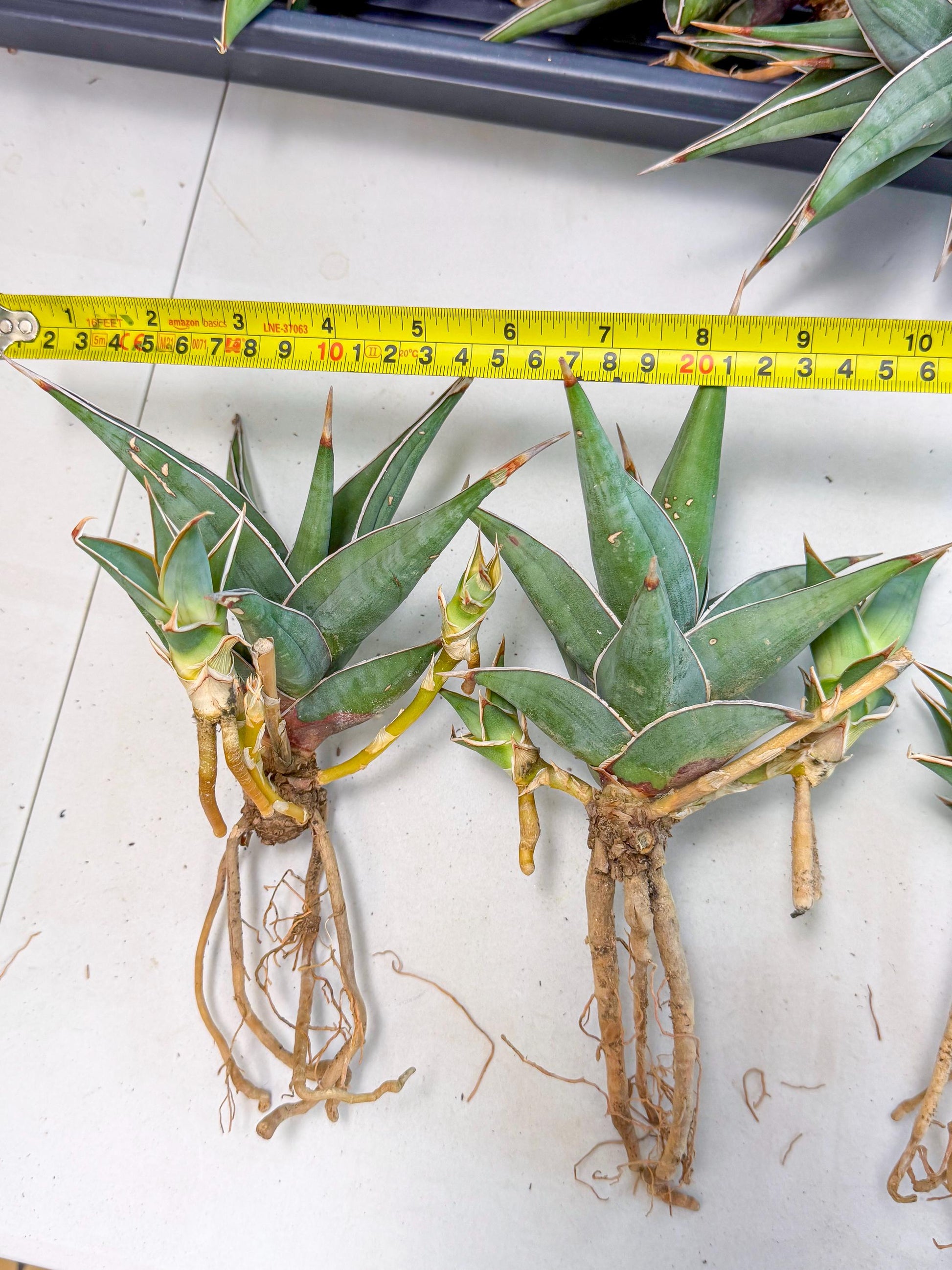 Mature Sansevieria Pinguicula XL | Guarantee with PUPS!!!