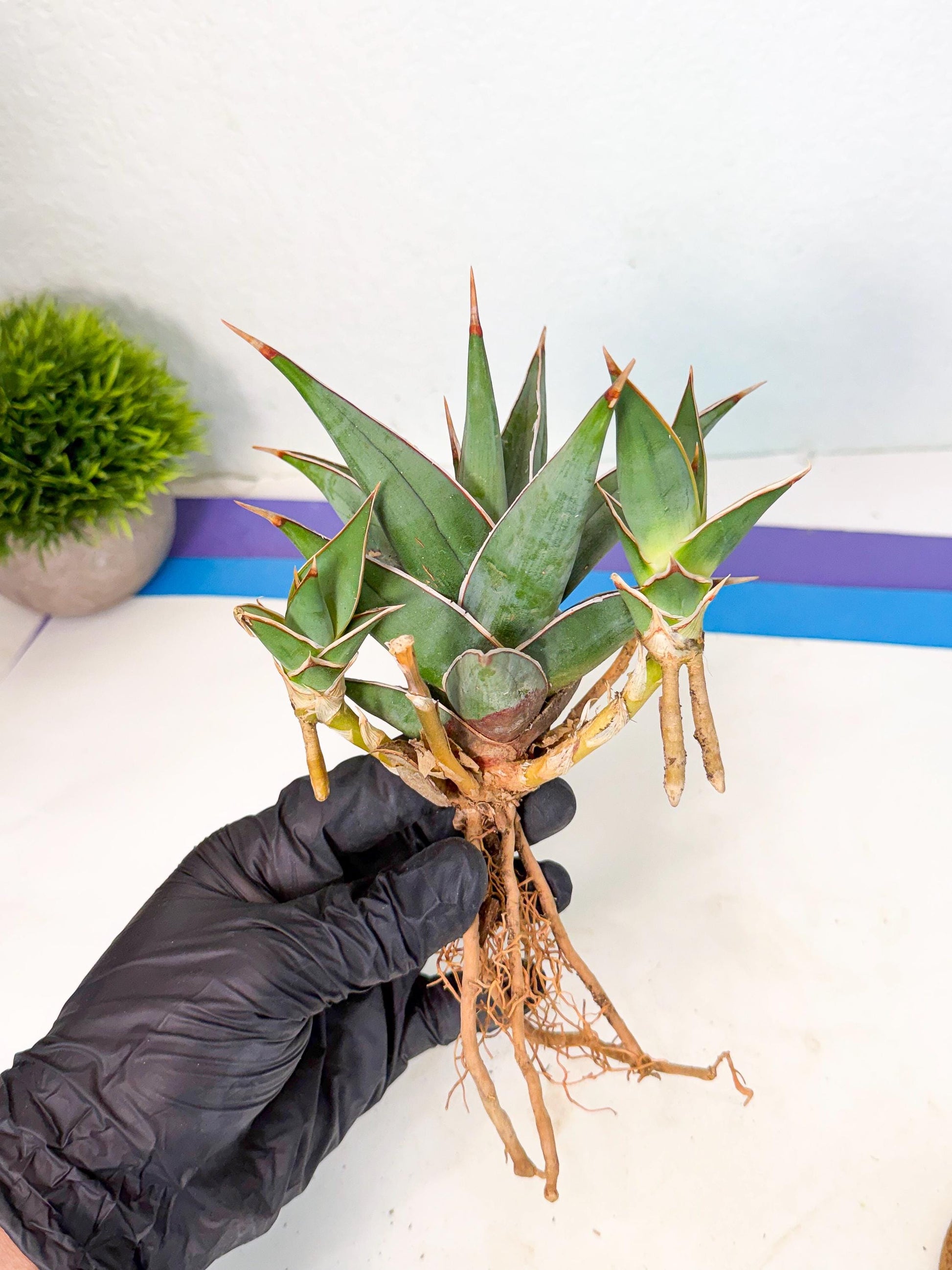Mature Sansevieria Pinguicula XL | Guarantee with PUPS!!!