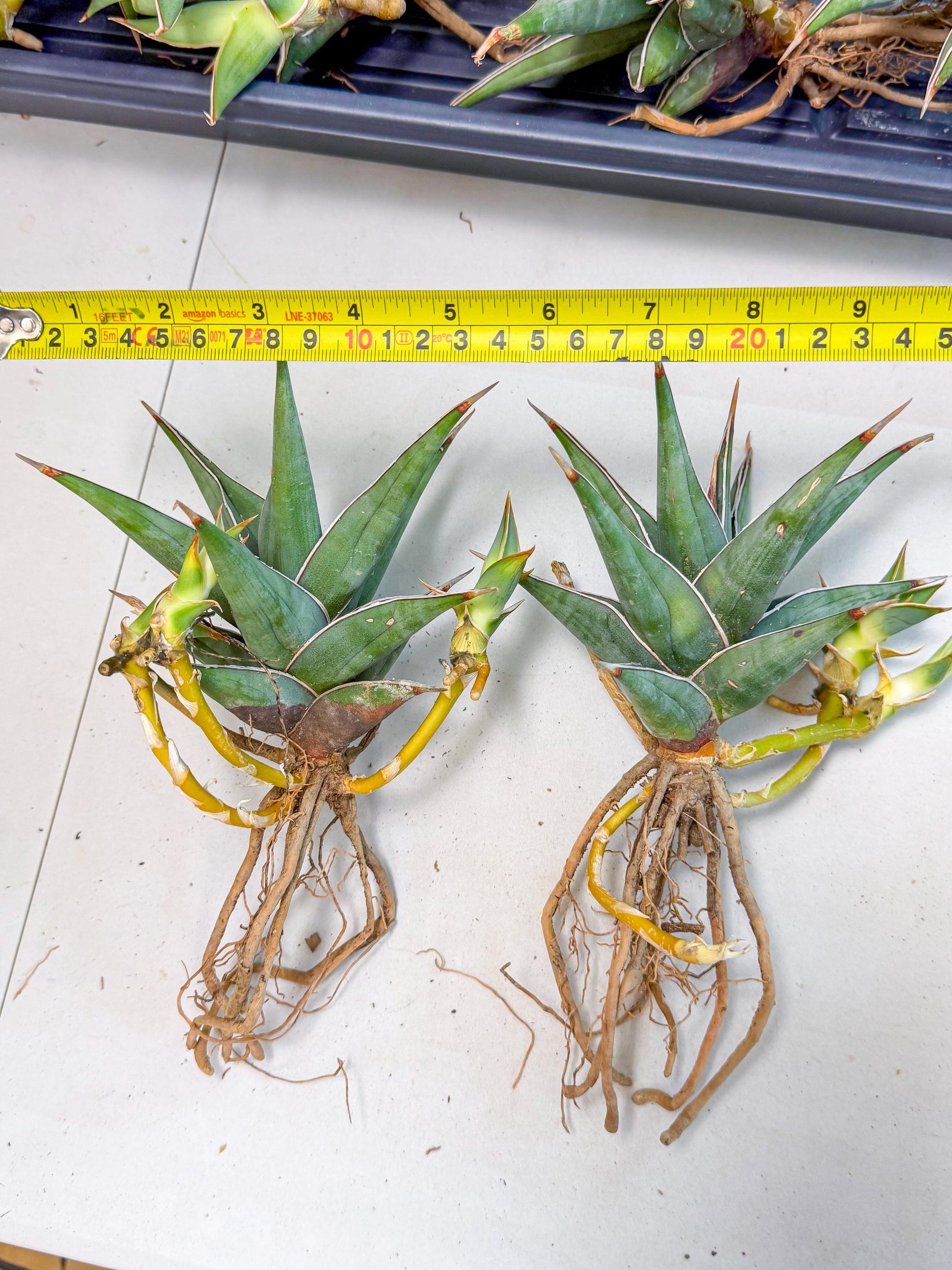 Mature Sansevieria Pinguicula XL | Guarantee with PUPS!!!