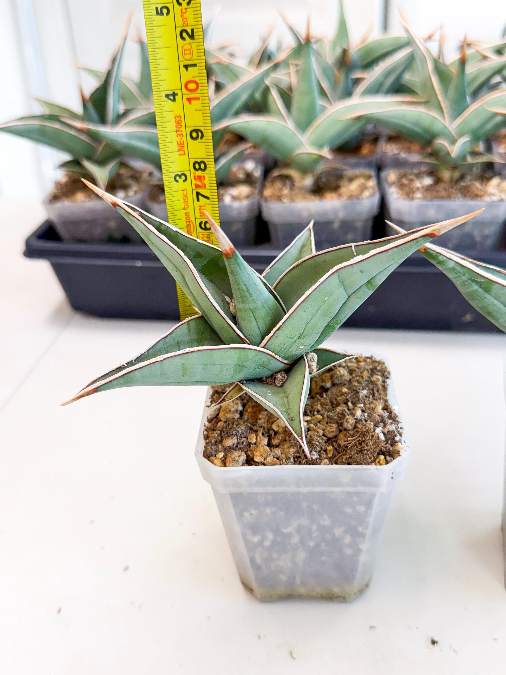 Sansevieria Pinguicula (SM) | Walking Sansevieria