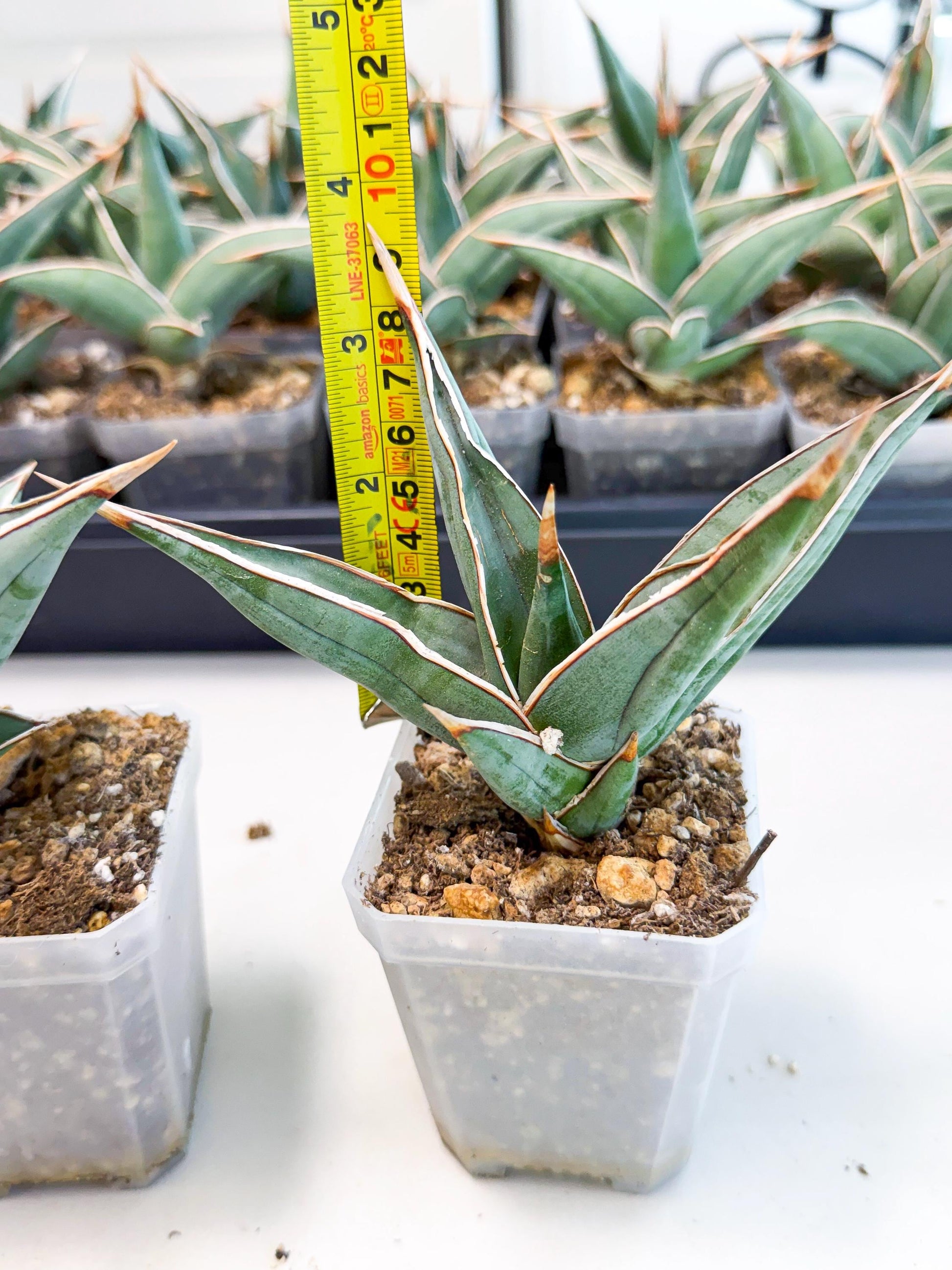 Sansevieria Pinguicula (SM) | Walking Sansevieria