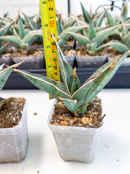 Sansevieria Pinguicula (SM) | Walking Sansevieria
