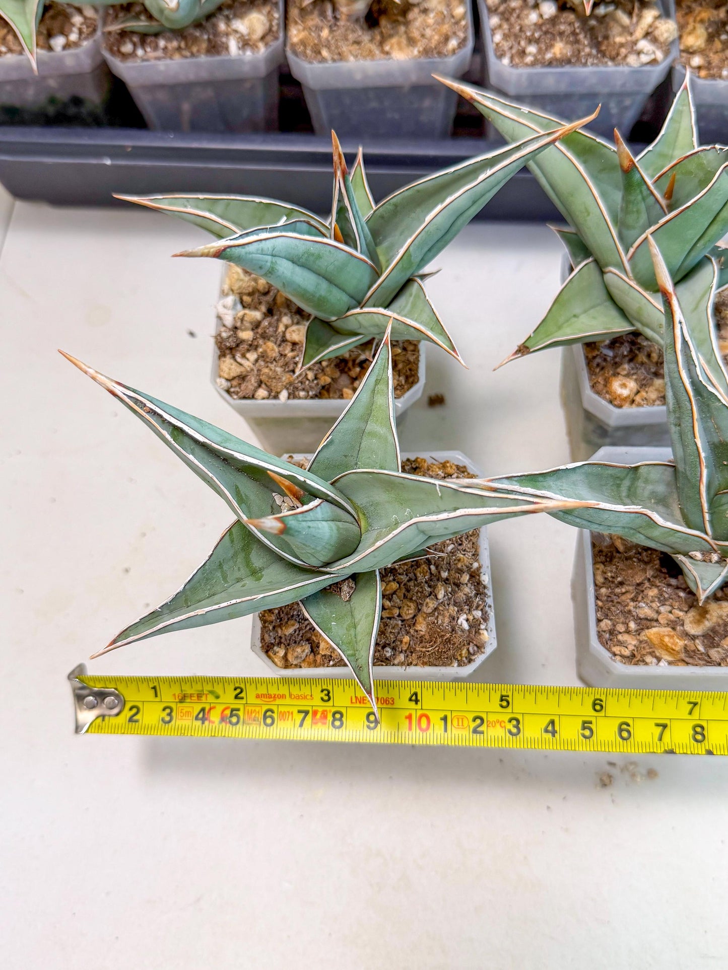 Sansevieria Pinguicula (SM) | Walking Sansevieria