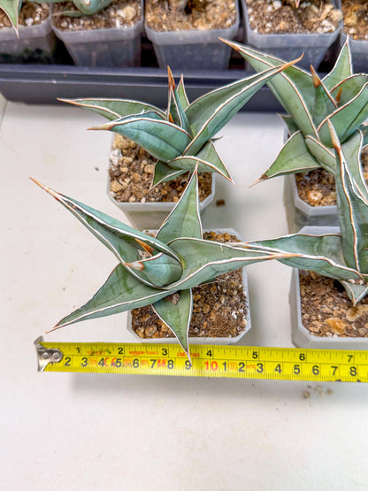 Sansevieria Pinguicula (SM) | Walking Sansevieria