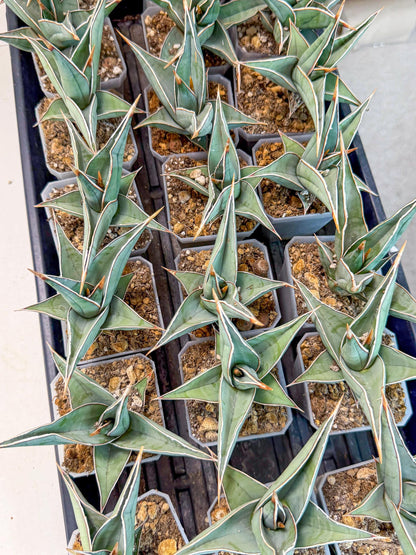 Sansevieria Pinguicula (SM) | Walking Sansevieria