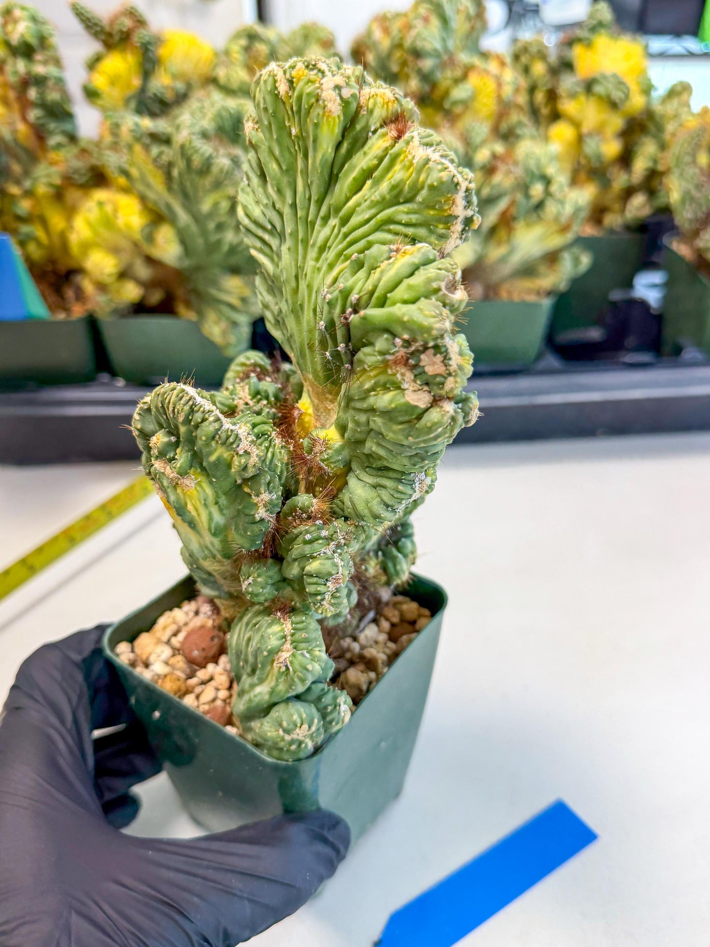 Cereus monstruosus Variegatus Hort (b) | Imported
