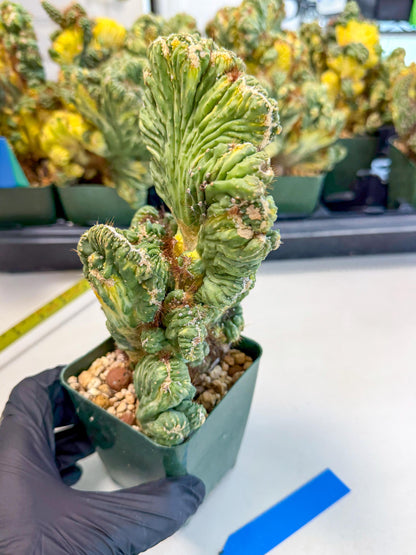 Cereus monstruosus Variegatus Hort (b) | Imported