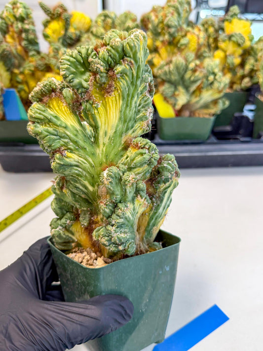 Cereus monstruosus Variegatus Hort (b) | Imported