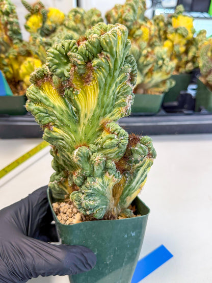 Cereus monstruosus Variegatus Hort (b) | Imported