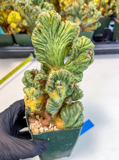 Cereus monstruosus Variegatus Hort (b) | Imported