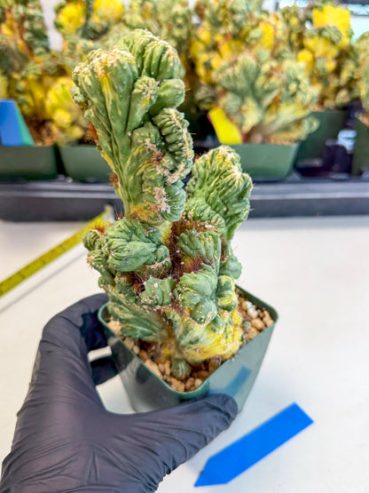 Cereus monstruosus Variegatus Hort (b) | Imported