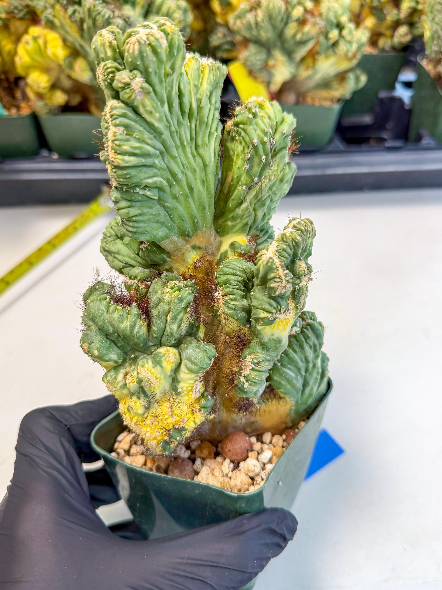 Cereus monstruosus Variegatus Hort (b) | Imported