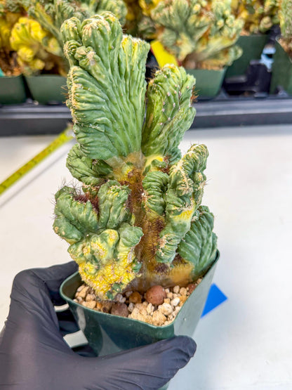 Cereus monstruosus Variegatus Hort (b) | Imported