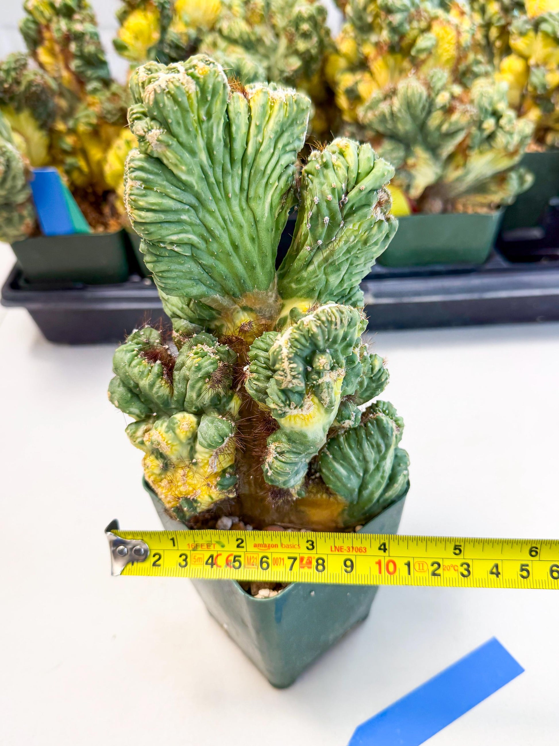 Cereus monstruosus Variegatus Hort (b) | Imported