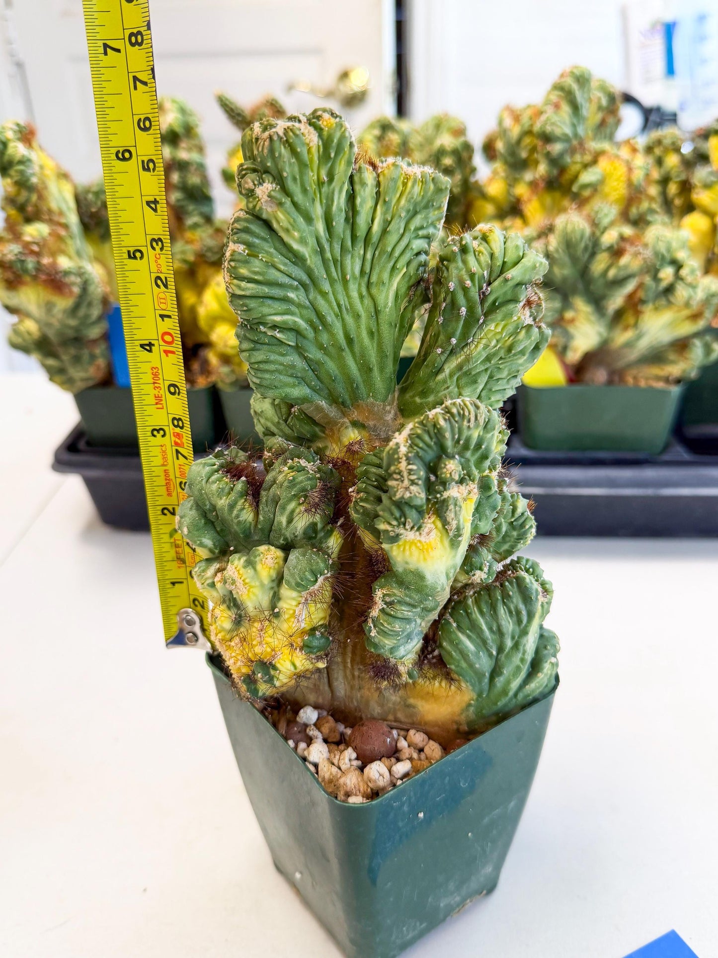 Cereus monstruosus Variegatus Hort (b) | Imported