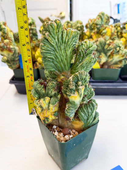 Cereus monstruosus Variegatus Hort (b) | Imported