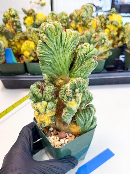 Cereus monstruosus Variegatus Hort (b) | Imported