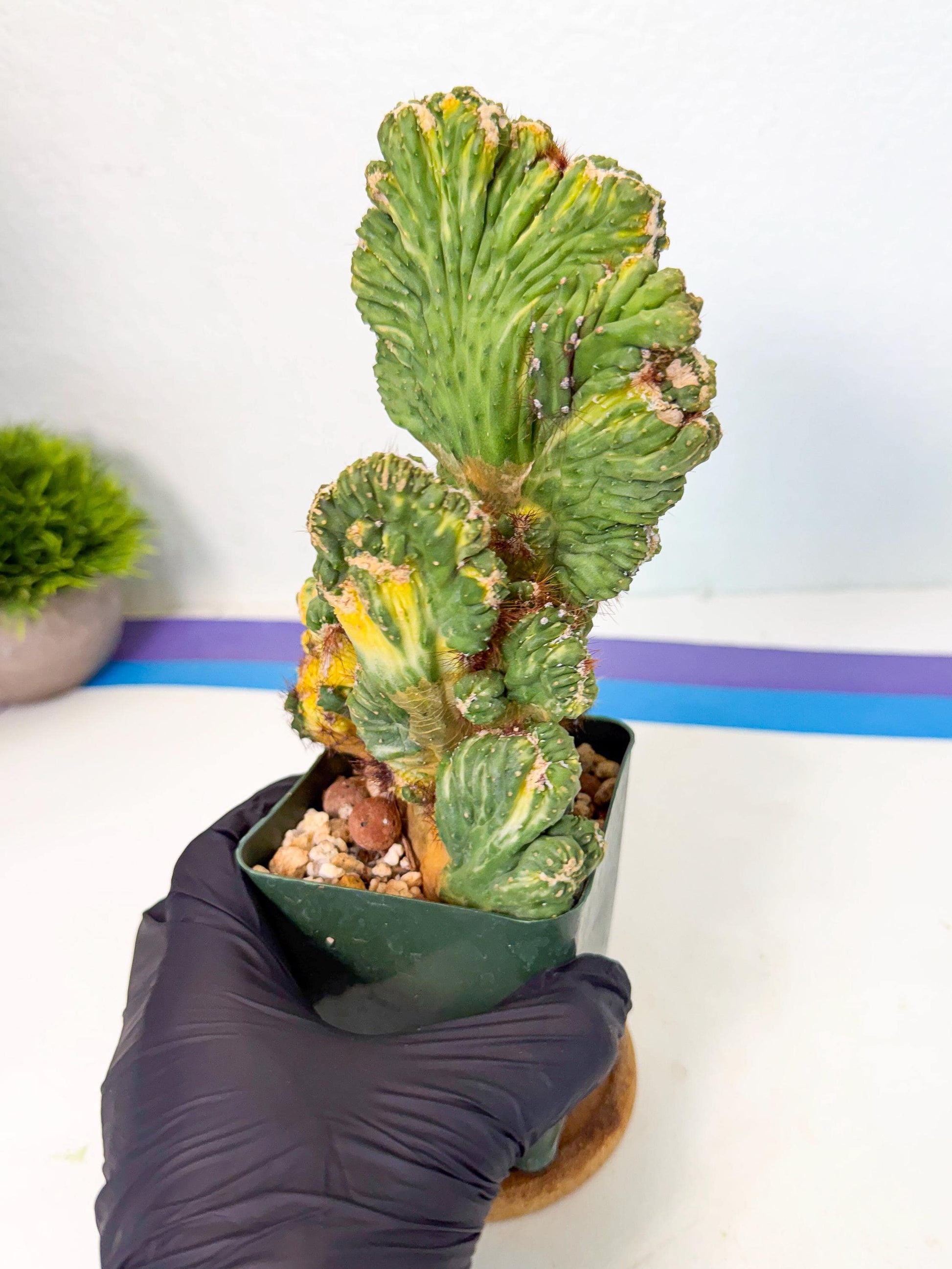 Cereus monstruosus Variegatus Hort (b) | Imported