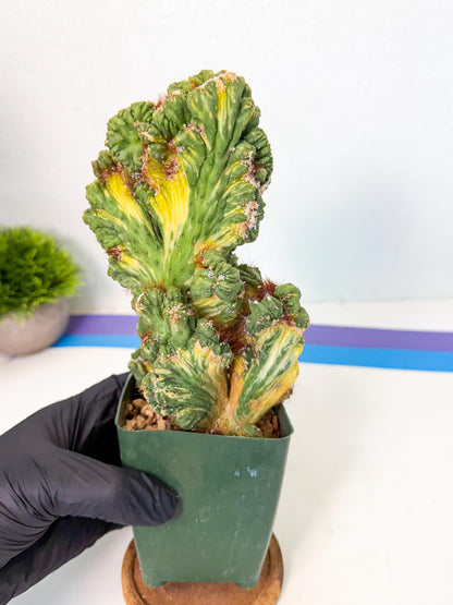 Cereus monstruosus Variegatus Hort (b) | Imported