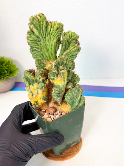 Cereus monstruosus Variegatus Hort (b) | Imported