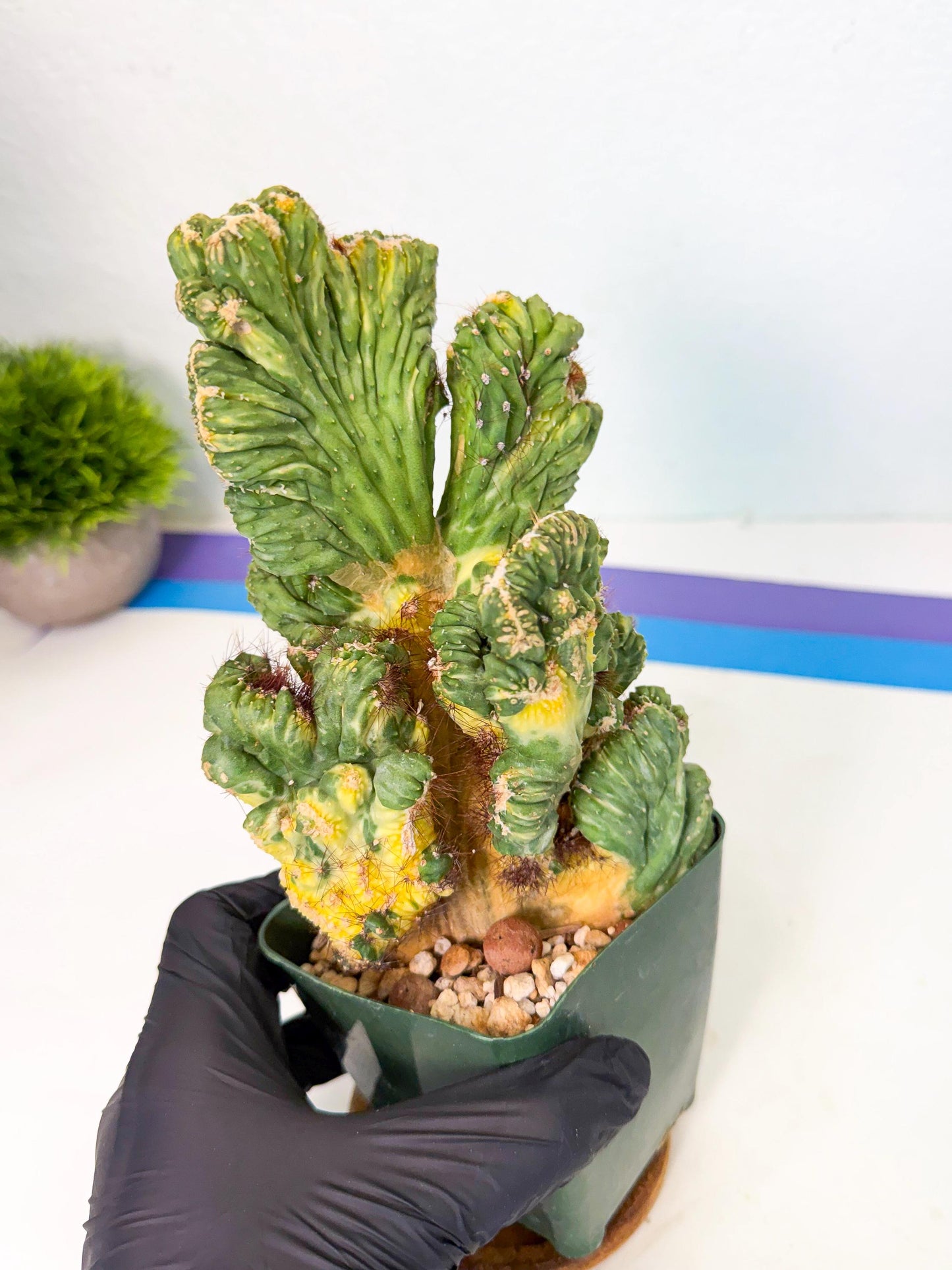 Cereus monstruosus Variegatus Hort (b) | Imported