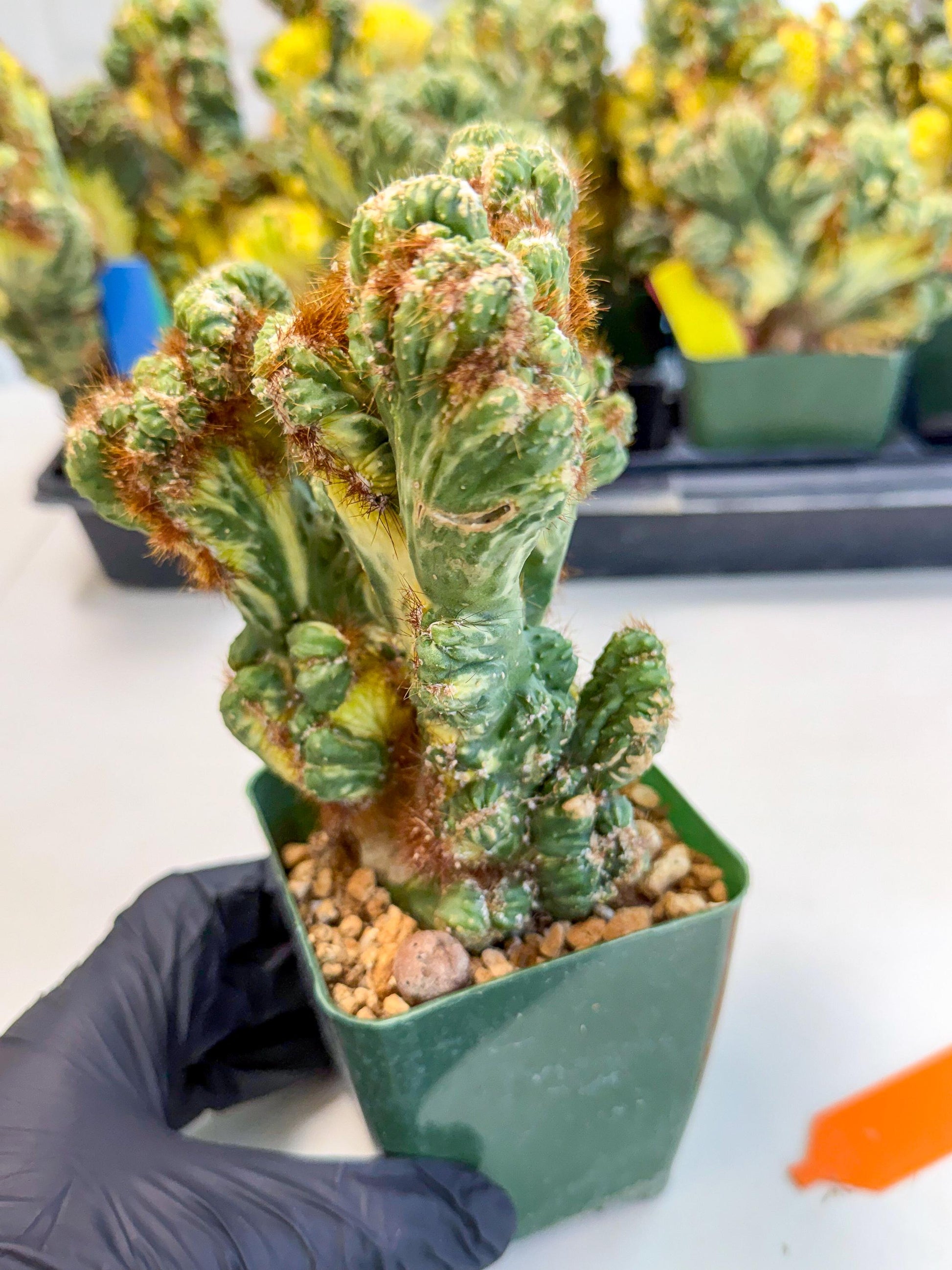 Cereus monstruosus Variegatus Hort (o) | Imported