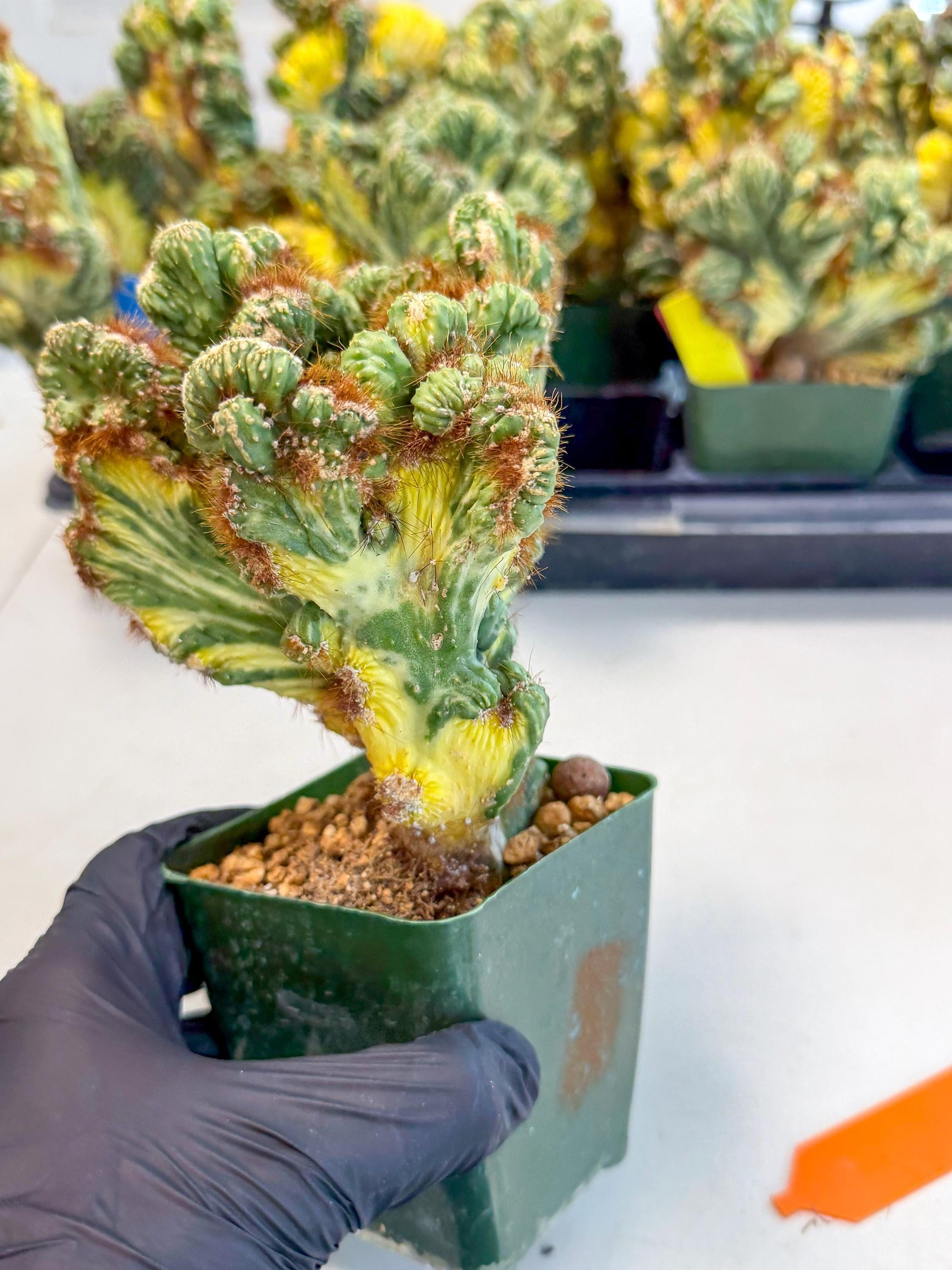 Cereus monstruosus Variegatus Hort (o) | Imported
