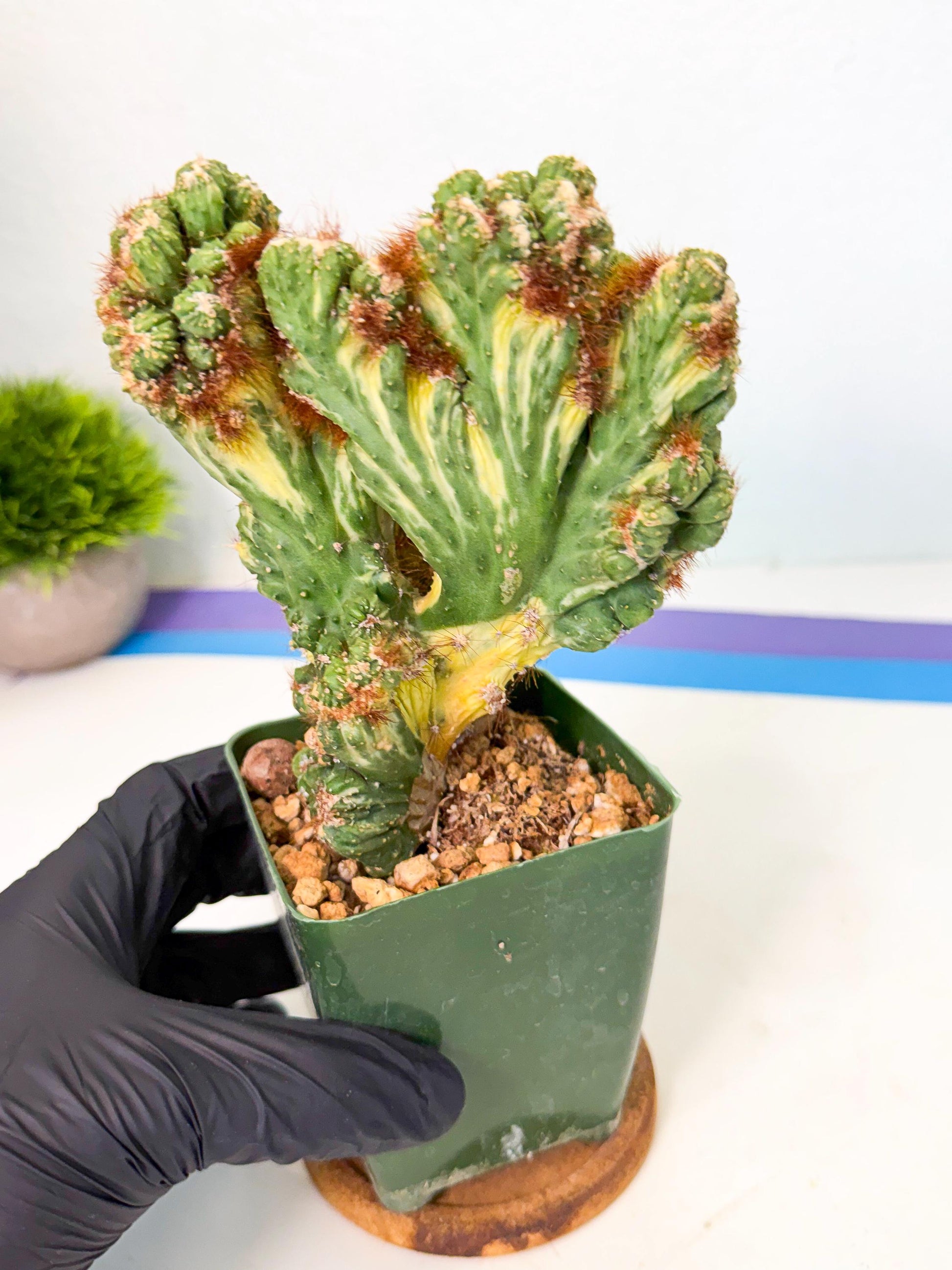 Cereus monstruosus Variegatus Hort (o) | Imported