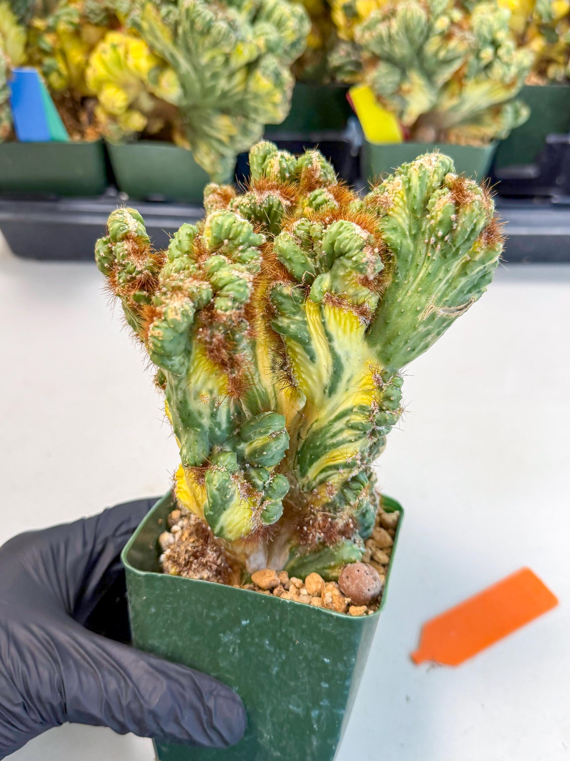 Cereus monstruosus Variegatus Hort (o) | Imported