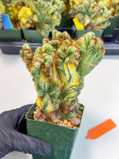 Cereus monstruosus Variegatus Hort (o) | Imported