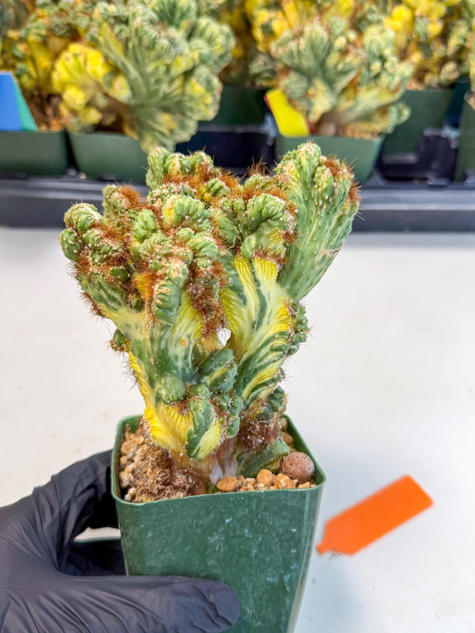 Cereus monstruosus Variegatus Hort (o) | Imported